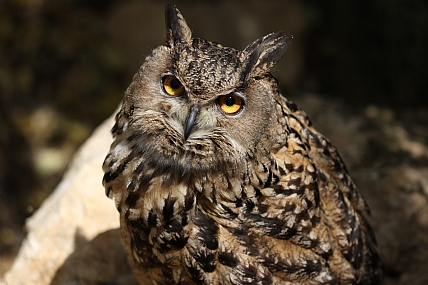 מבט שואל | ינשוף