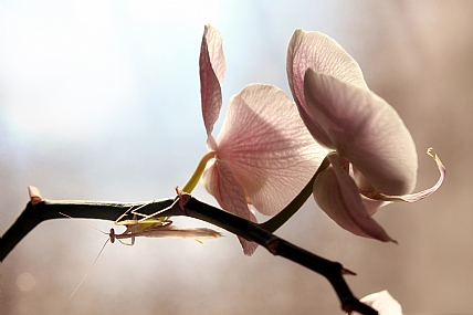 גמל שלמה מתפלל על סחלב