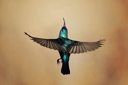 צופית בוהקת (זכר)