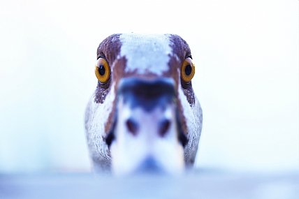 מה קורה..עניים שלי??
