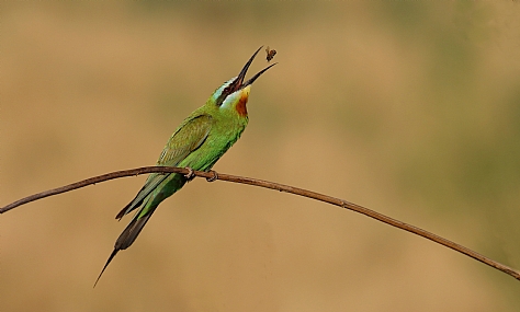 שרקרק ירוק 1