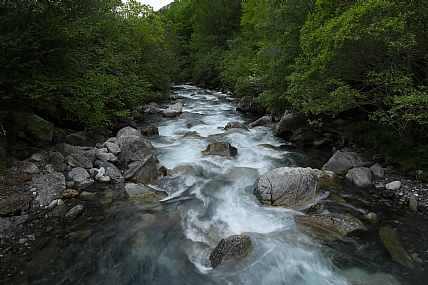 נחל זורם בין העצים