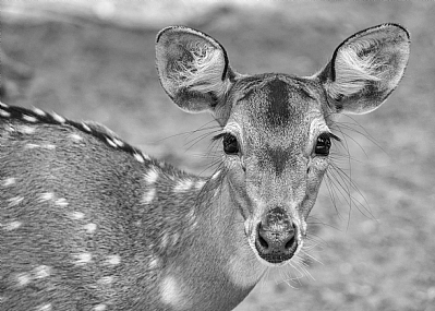פנים אל פנים