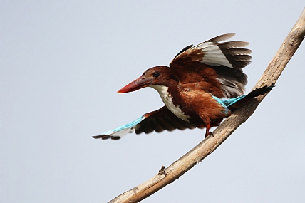 טרמפ..? ? ! .. מישהו..