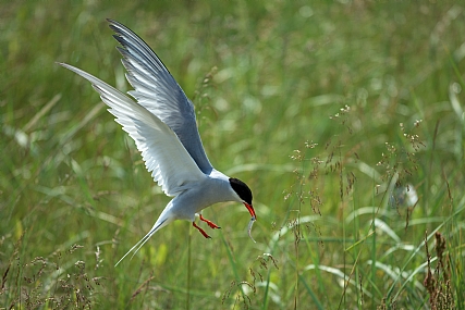 שחפית ארקטית