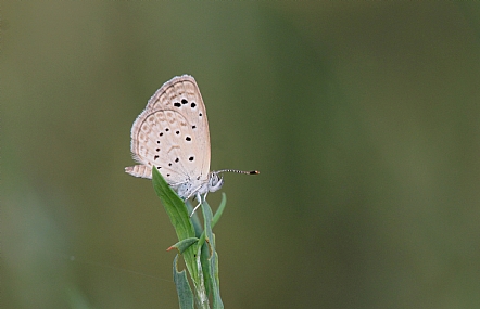 כחלון הקוטב