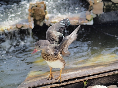 התרעננות בוקר
