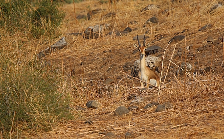 צבי ארץ ישראלי
