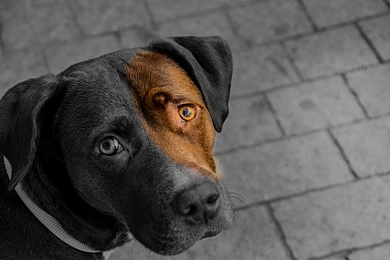 צילום: זיו חי