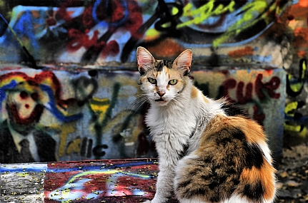 שילוב צבעים