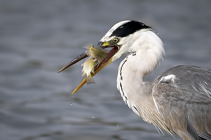 טובים השניים מהאחד