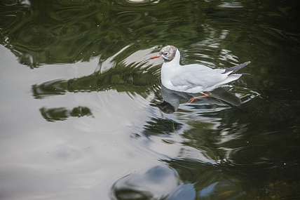 נתמע בין הצבעים