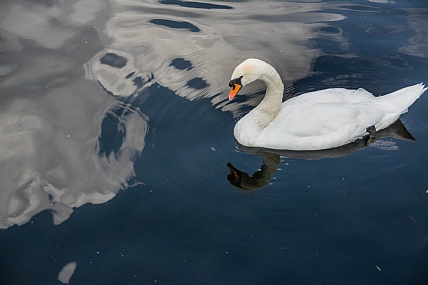 משייט אל הלבן