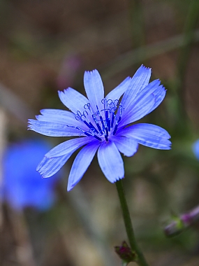 עולש של סוף אביב