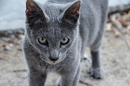 צילום: זיו חי