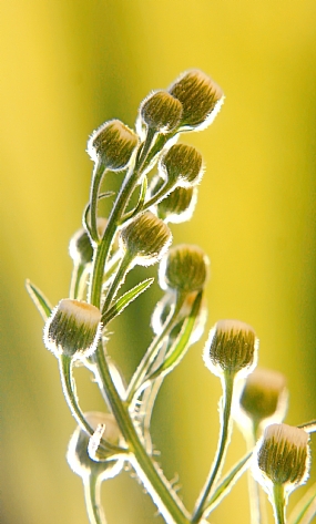 פריחה קייצית
