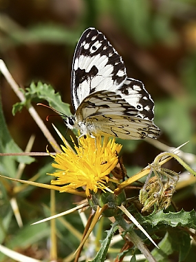 לבנין משויש | פרפר