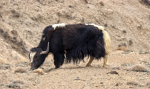 יאק (Yak) - לאדאק