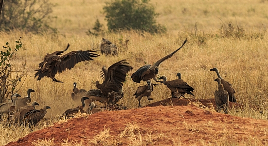 נשרים ותן טנזניה