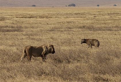 מפגש בין אריה ותן