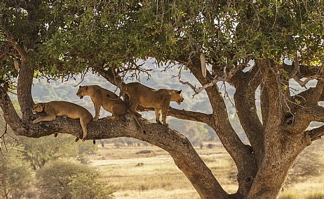 אריות על עצים