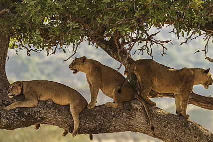 מנוחת האריות