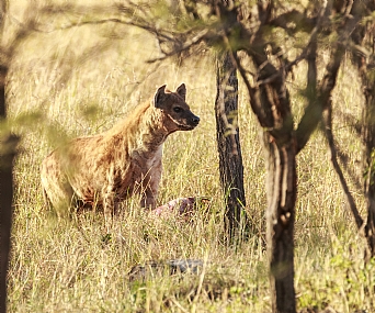 צבוע בהפסקת אכילה