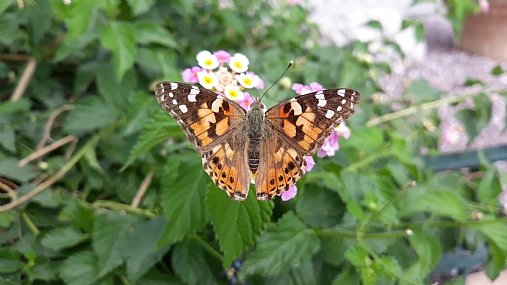 צילום: Yula Malinsky