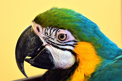 תוכי ציפורים