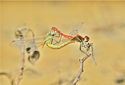 למען הדור הבא