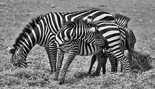 החיים בשחור לבן