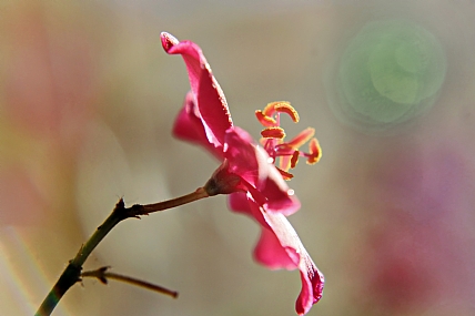 שנה צבעונית ופורחת