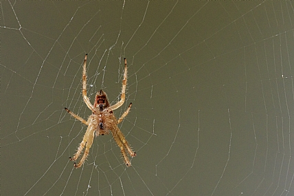ממתין לארוחה