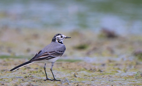 נחליאלי קטן...