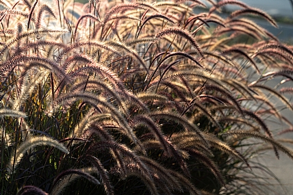 זיף-נוצה זיפני