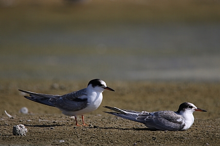 שחף ים | שחף ים