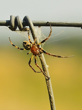 עכביש על גדר תיל