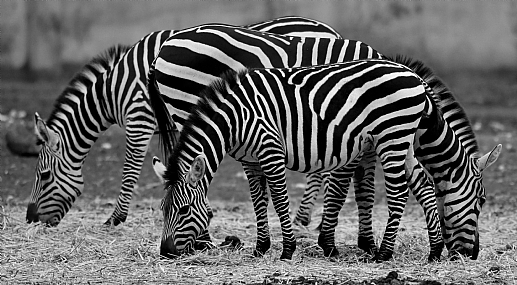 מרבה רגליים.