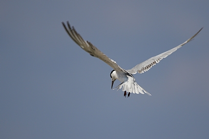 מחפש טרף | שחף ים מרחף