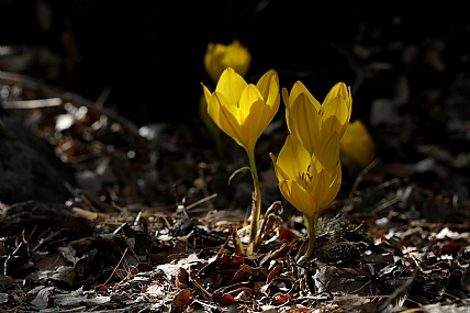 חלמונית גדולה