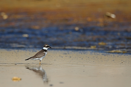 חופמי | חופמי