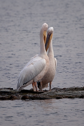 אהבה ממבט ראשון