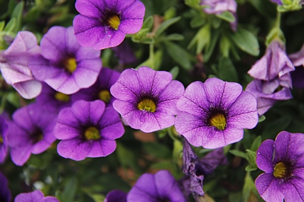 פרחים סגולים