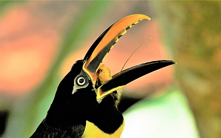 טוקן-כמעט בלעתי!!!