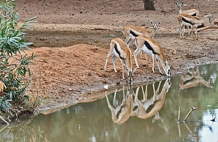כל צמא לכו למים