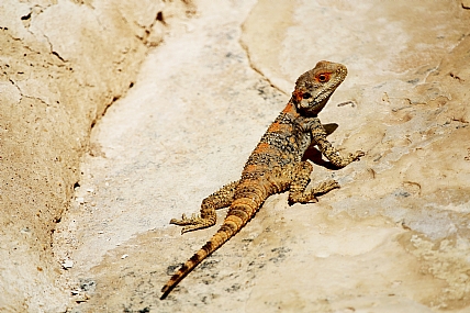 חרדון צב - בצבעי חיזור