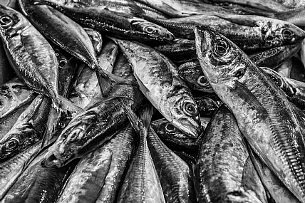 כמו סרדינים ...