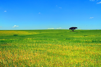 "בודד בשדות"
