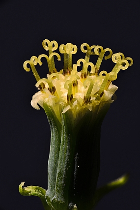 פרח זעיר בהגדלה | פרחים  Extreme Macro