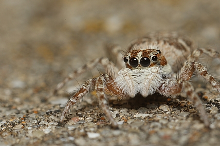 מוכן לקרב! | עכביש קופצן